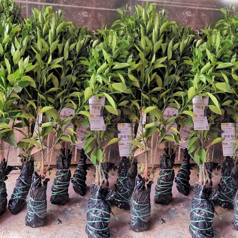 正宗嫁接橘子苗砂糖橘皇帝柑嫁接苗南北方种植盆栽地栽果树苗