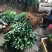 正宗嫁接橘子苗砂糖橘皇帝柑嫁接苗南北方种植盆栽地栽果树苗