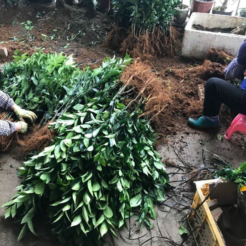 正宗嫁接橘子苗砂糖橘皇帝柑嫁接苗南北方种植盆栽地栽果树苗