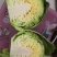 绿甘蓝0.5~1公斤精品