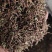 花椒枝花椒叶粉碎沫花椒枝叶粉碎而成大量有货