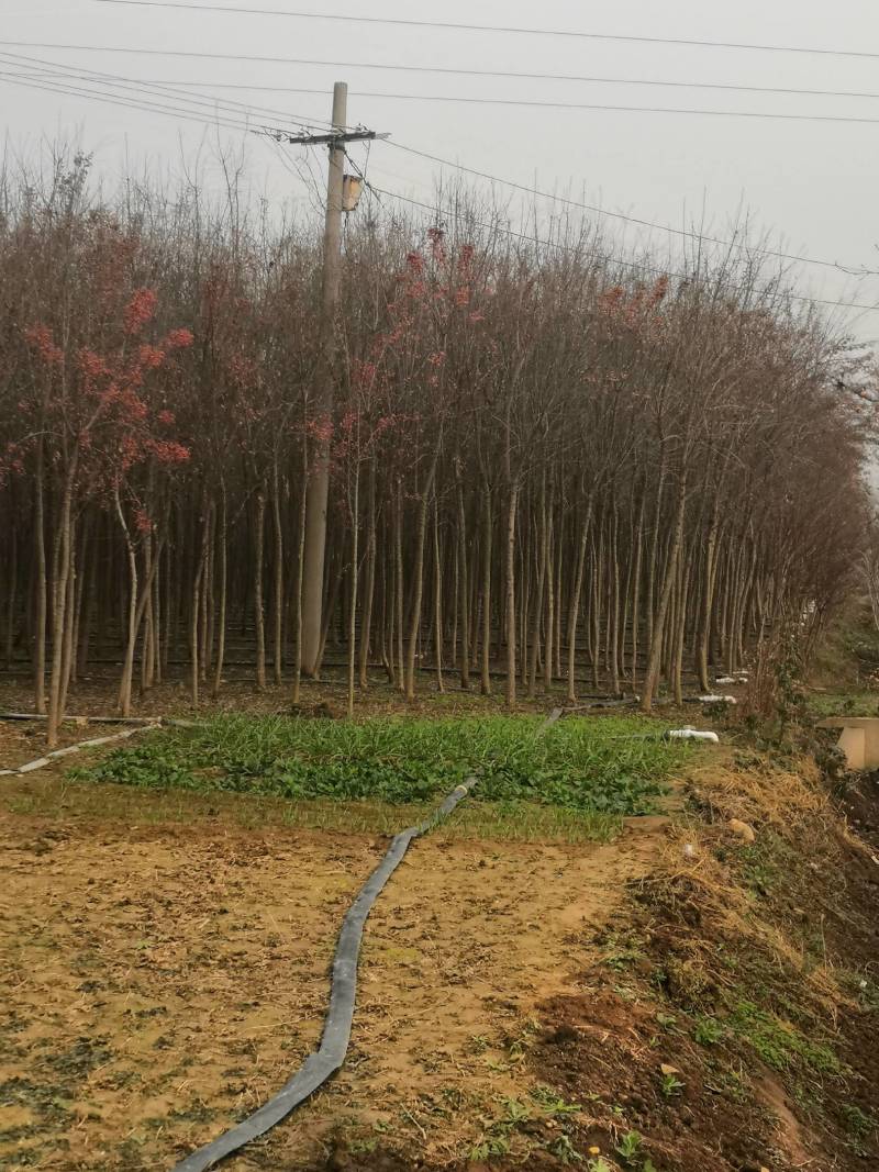 未定杆高度3.8米左右丝棉木