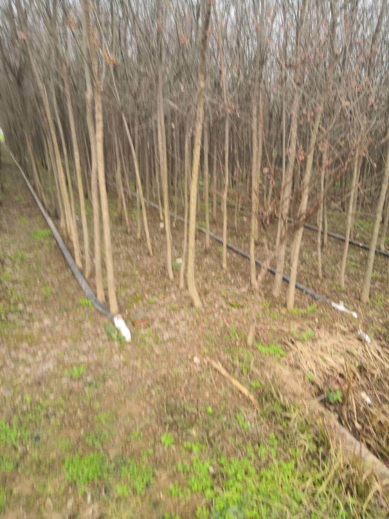未定杆高度3.8米左右丝棉木