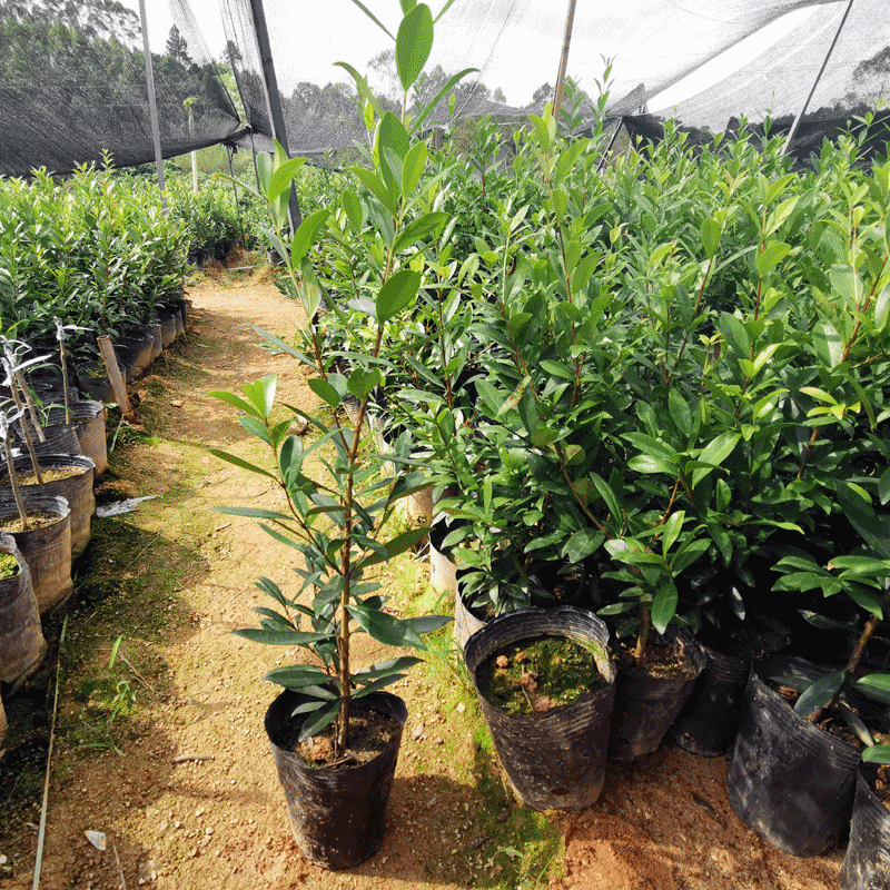 樱桃树苗正宗黑玫瑰樱桃树巴西樱桃嫁接苗广西灵山带土带叶发