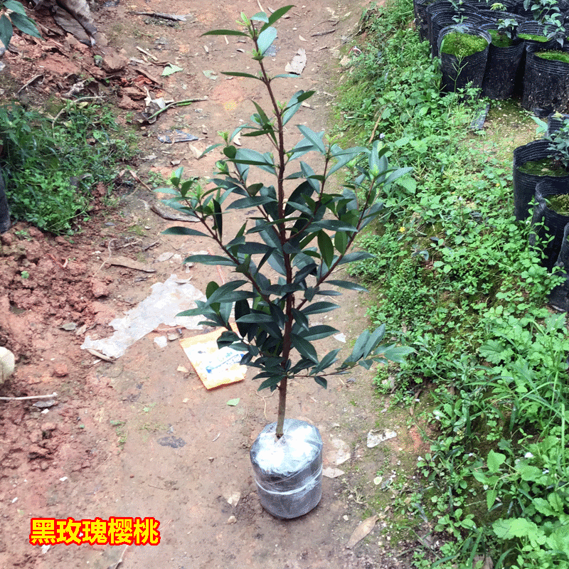 樱桃树苗正宗黑玫瑰樱桃树巴西樱桃嫁接苗广西灵山带土带叶发