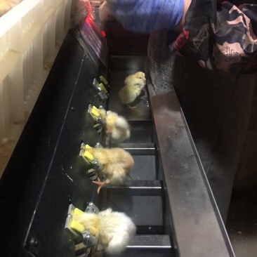 商丘市宣吾种鸡场北京农大三号鸡苗