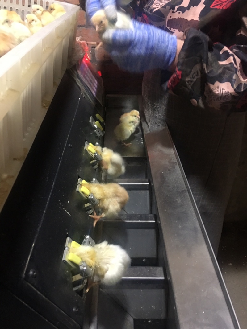 商丘市宣吾种鸡场北京农大三号鸡苗