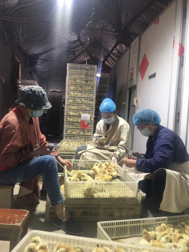 商丘市宣吾种鸡场北京农大三号鸡苗