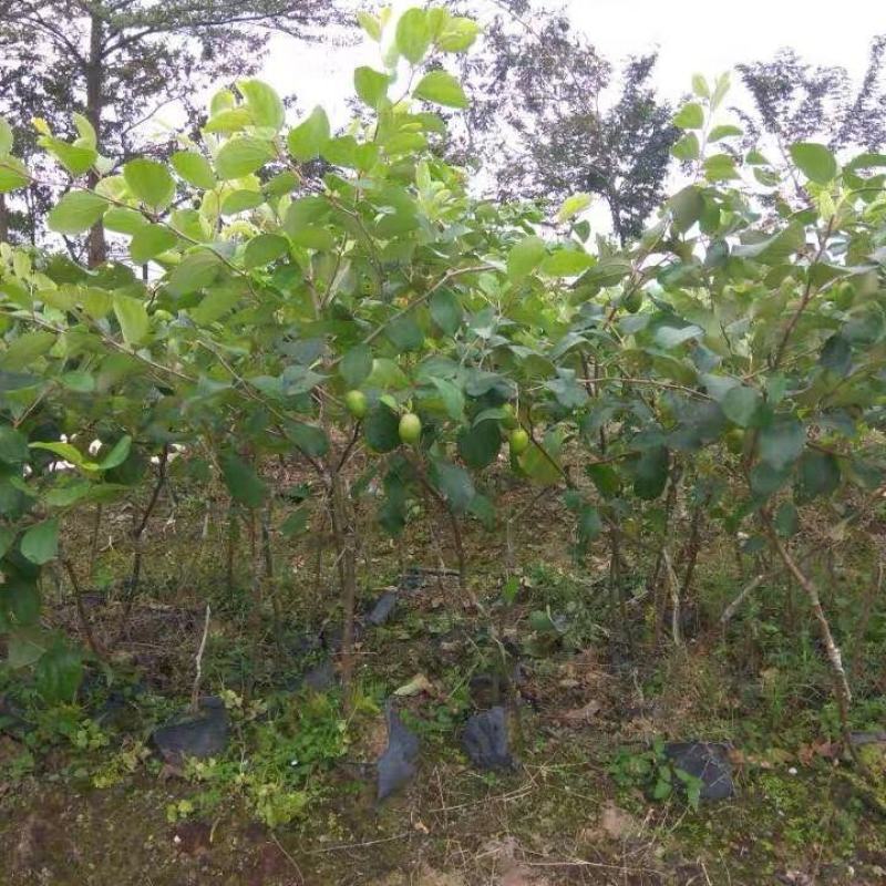 枣树嫁接苗台湾牛奶大青枣树苗特大南方盆栽地栽青枣苗当年