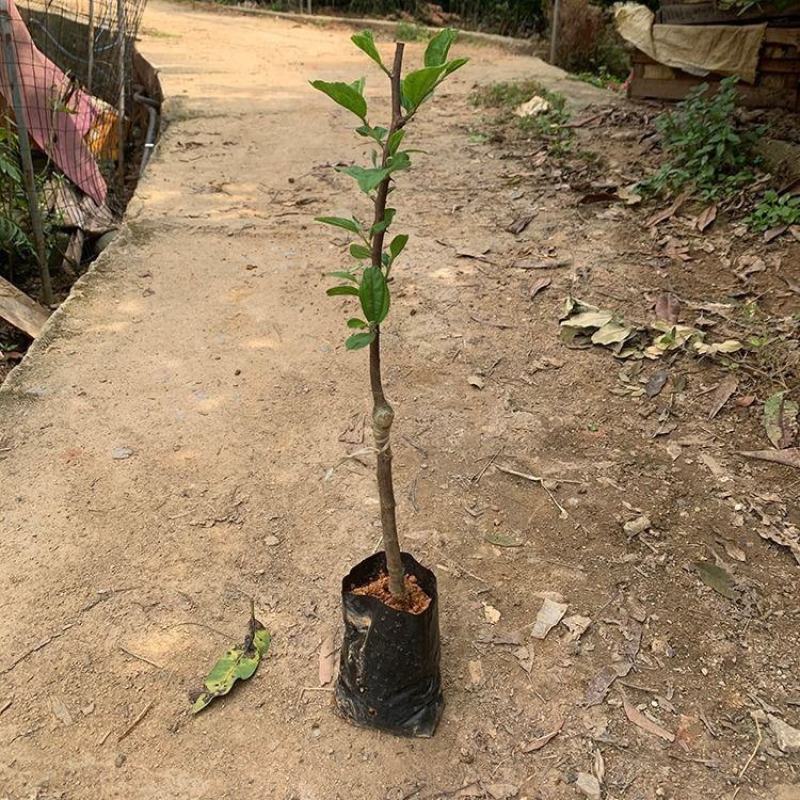 枣树嫁接苗台湾牛奶大青枣树苗特大南方盆栽地栽青枣苗当年