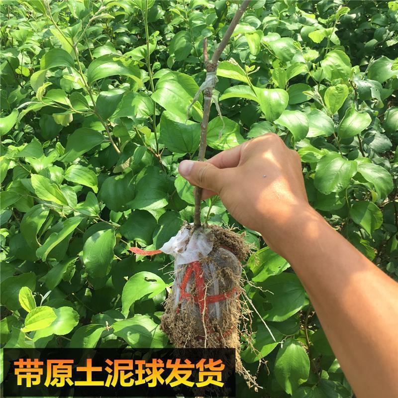 枣树嫁接苗台湾牛奶大青枣树苗特大南方盆栽地栽青枣苗当年