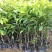 沉香树苗名贵树金丝正宗海南奇楠沉香树黄花梨南北方种植包邮