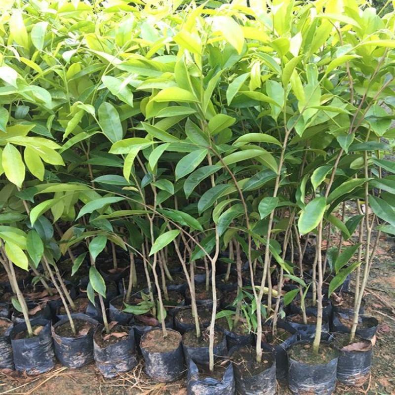 沉香树苗名贵树金丝正宗海南奇楠沉香树黄花梨南北方种植包邮