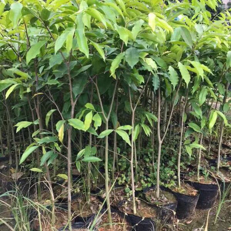 沉香树苗名贵树金丝正宗海南奇楠沉香树黄花梨南北方种植包邮