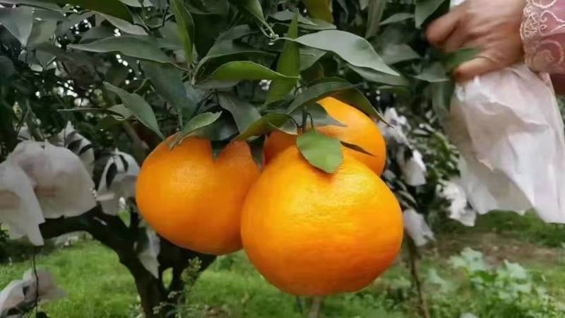 不知火（丑八怪）味道，颜色都好，本人诚实守信，为本，