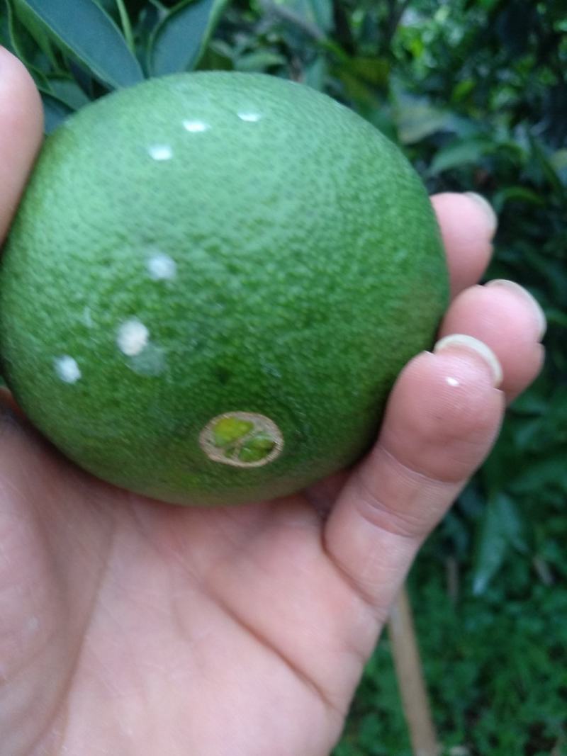不知火（丑八怪）味道，颜色都好，本人诚实守信，为本，