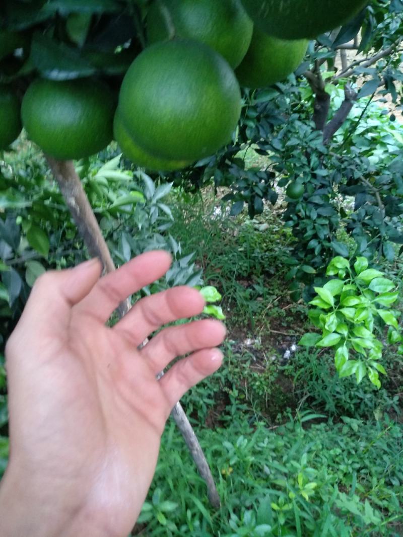 不知火（丑八怪）味道，颜色都好，本人诚实守信，为本，