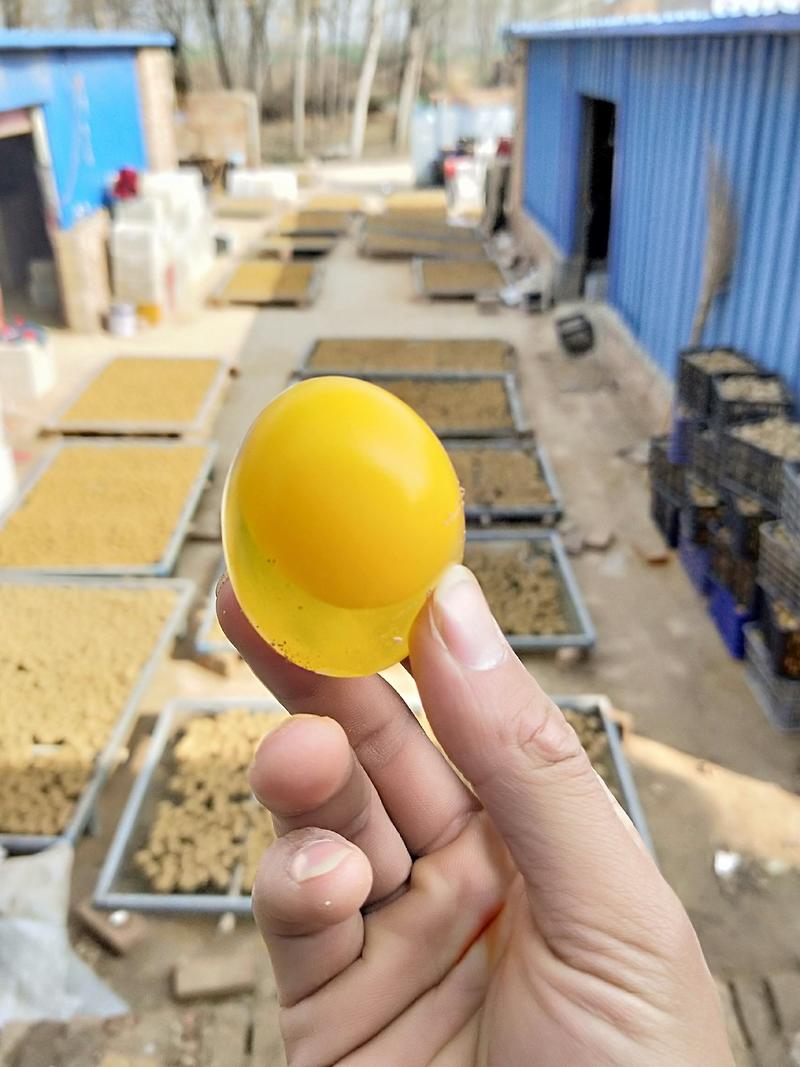 【优选】松花蛋速成鸡皮蛋变蛋厂家，全国可发货