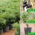 嘉宝果树苗树葡萄苗正宗四季早生嘉宝果南北方可种植四季结果
