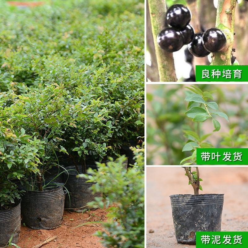嘉宝果树苗树葡萄苗正宗四季早生嘉宝果南北方可种植四季结果