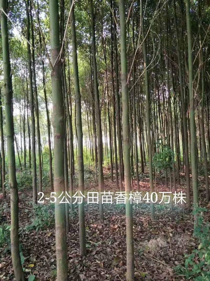 4公分光杆香樟干直品质优良价格实惠
