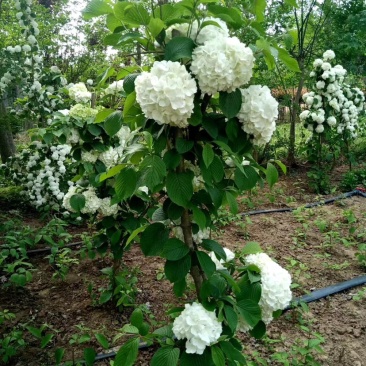 供应木绣球大小规格都有绿化苗木。耐寒植物