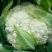 白花菜花紧花2~3斤基地直供*保证质量*