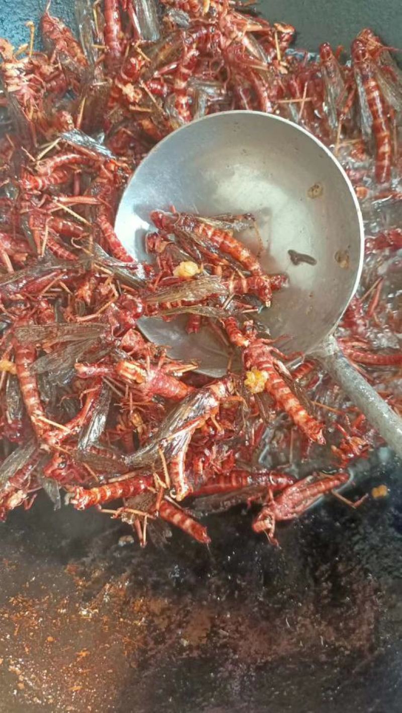 东亚飞蝗，大蚂蚱。。。