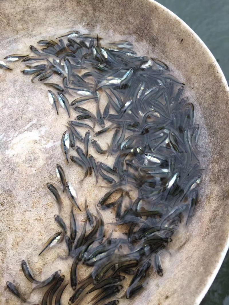 加州鲈鱼苗全程技术扶持跟踪服务养殖户直销品质保证