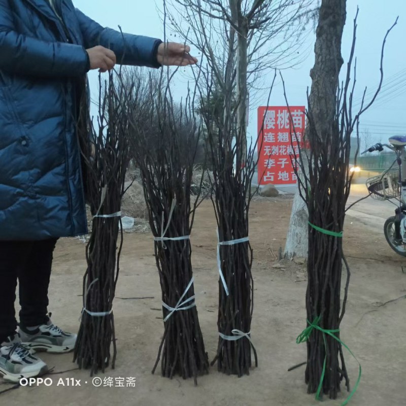 无刺花椒苗。产地直销量大价优