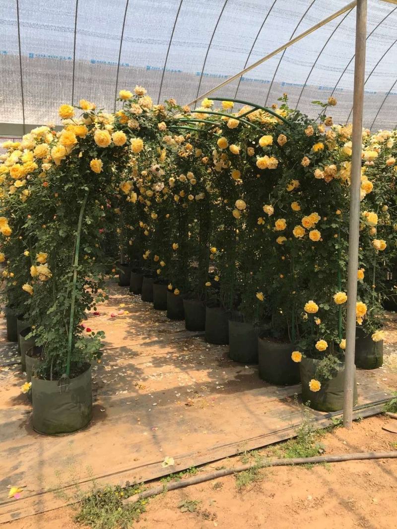 红双喜粉龙滕彩虹大花月季供应各种藤本月季欧月