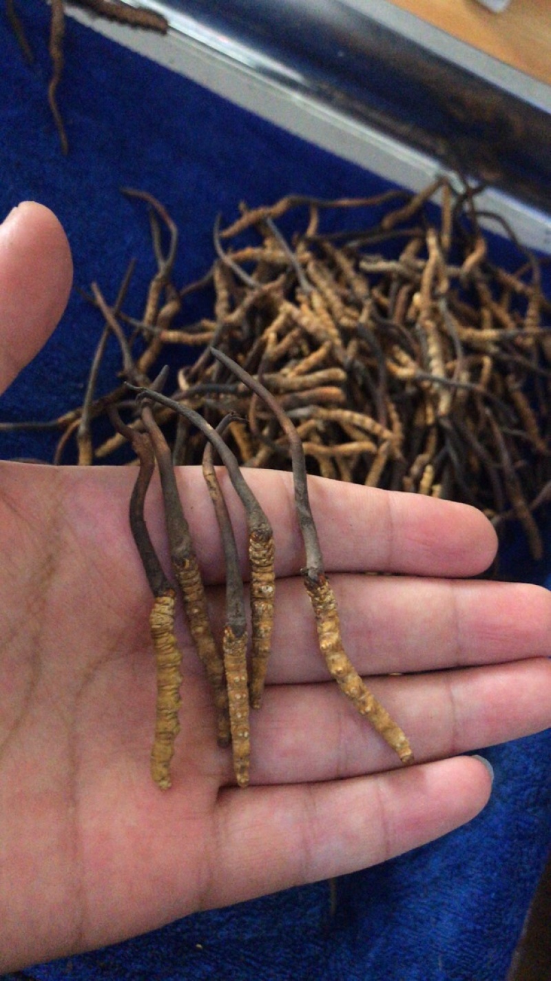 2022新鲜虫草现货现挖鲜虫草新鲜冬虫夏草青海玉树虫草
