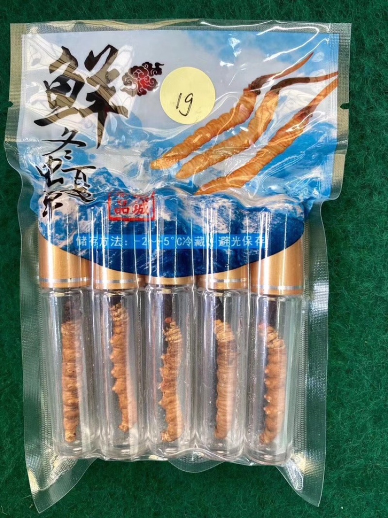 2022新鲜虫草现货现挖鲜虫草新鲜冬虫夏草青海玉树虫草