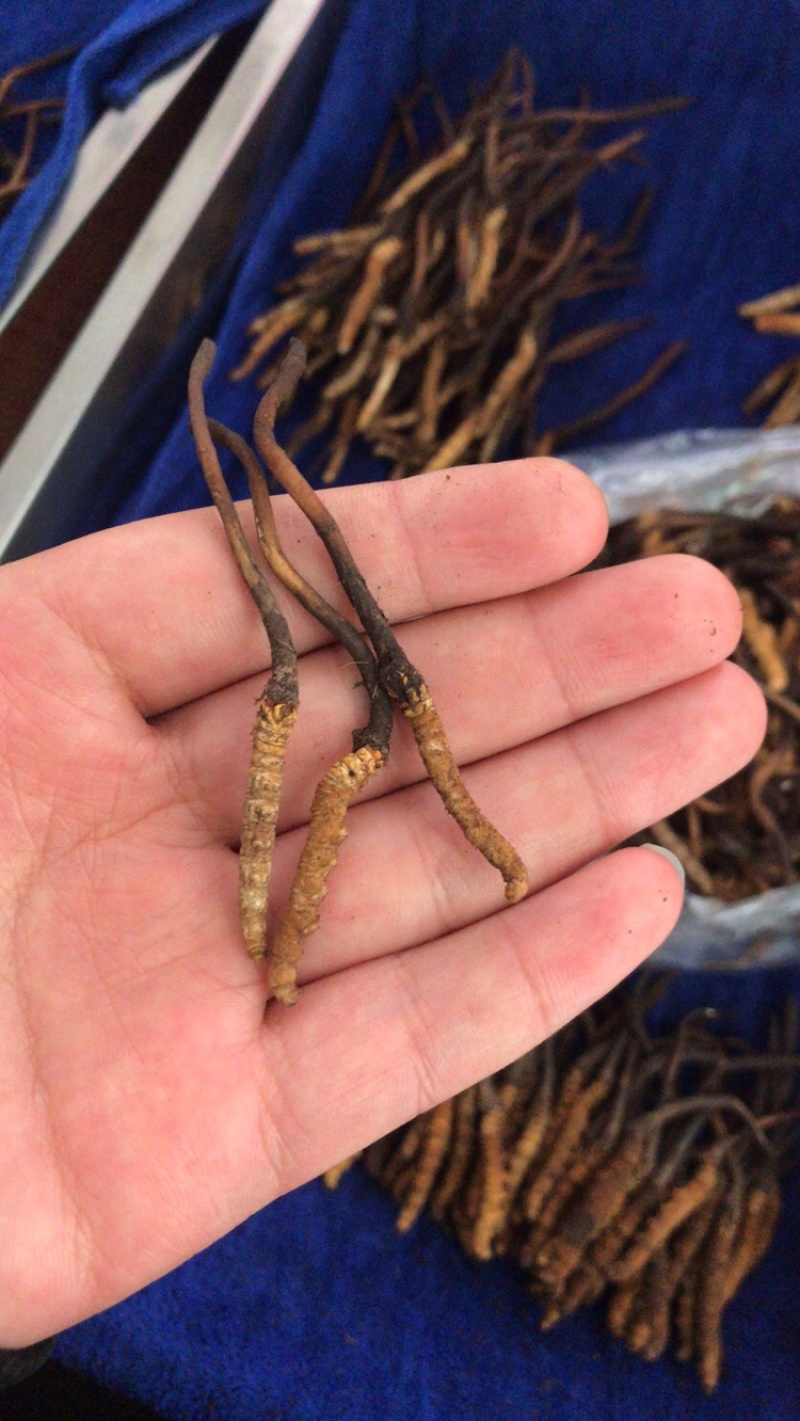 2022新鲜虫草现货现挖鲜虫草新鲜冬虫夏草青海玉树虫草
