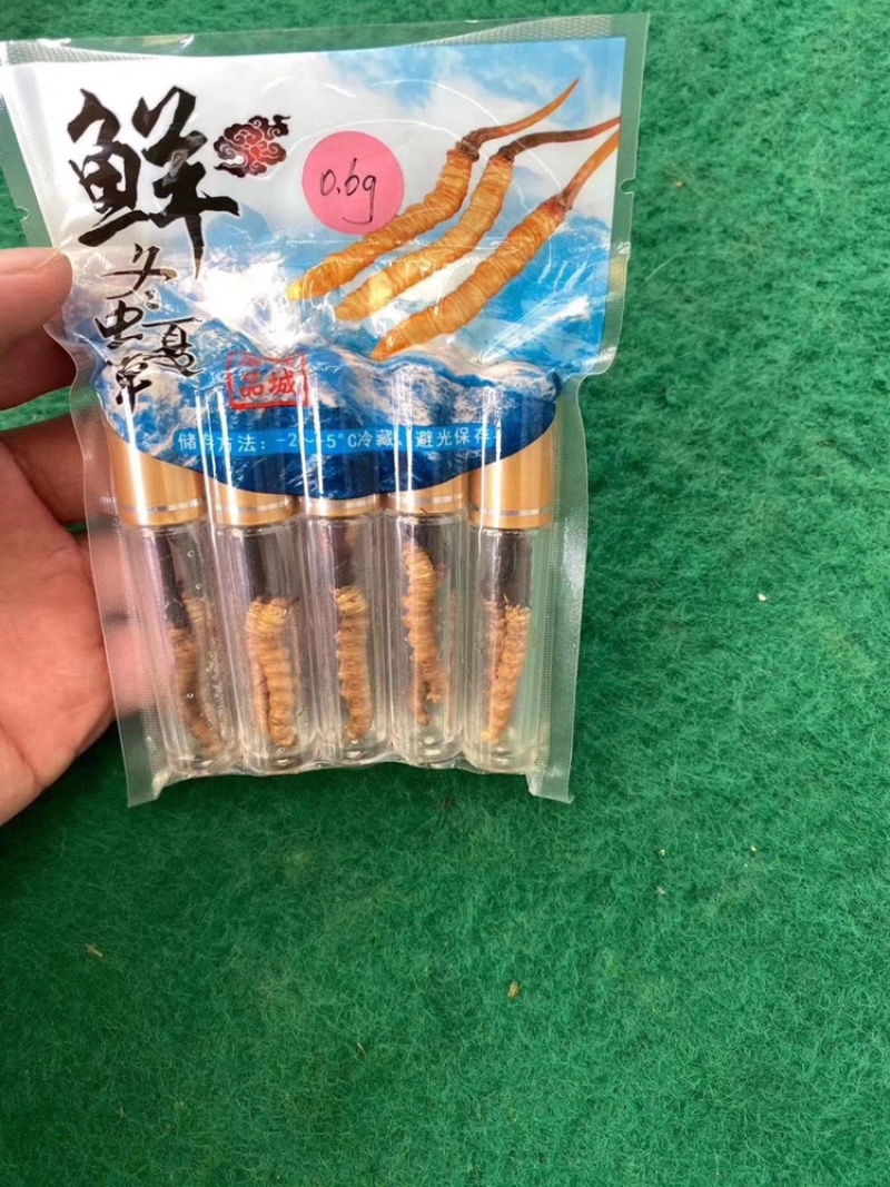 2022新鲜虫草现货现挖鲜虫草新鲜冬虫夏草青海玉树虫草