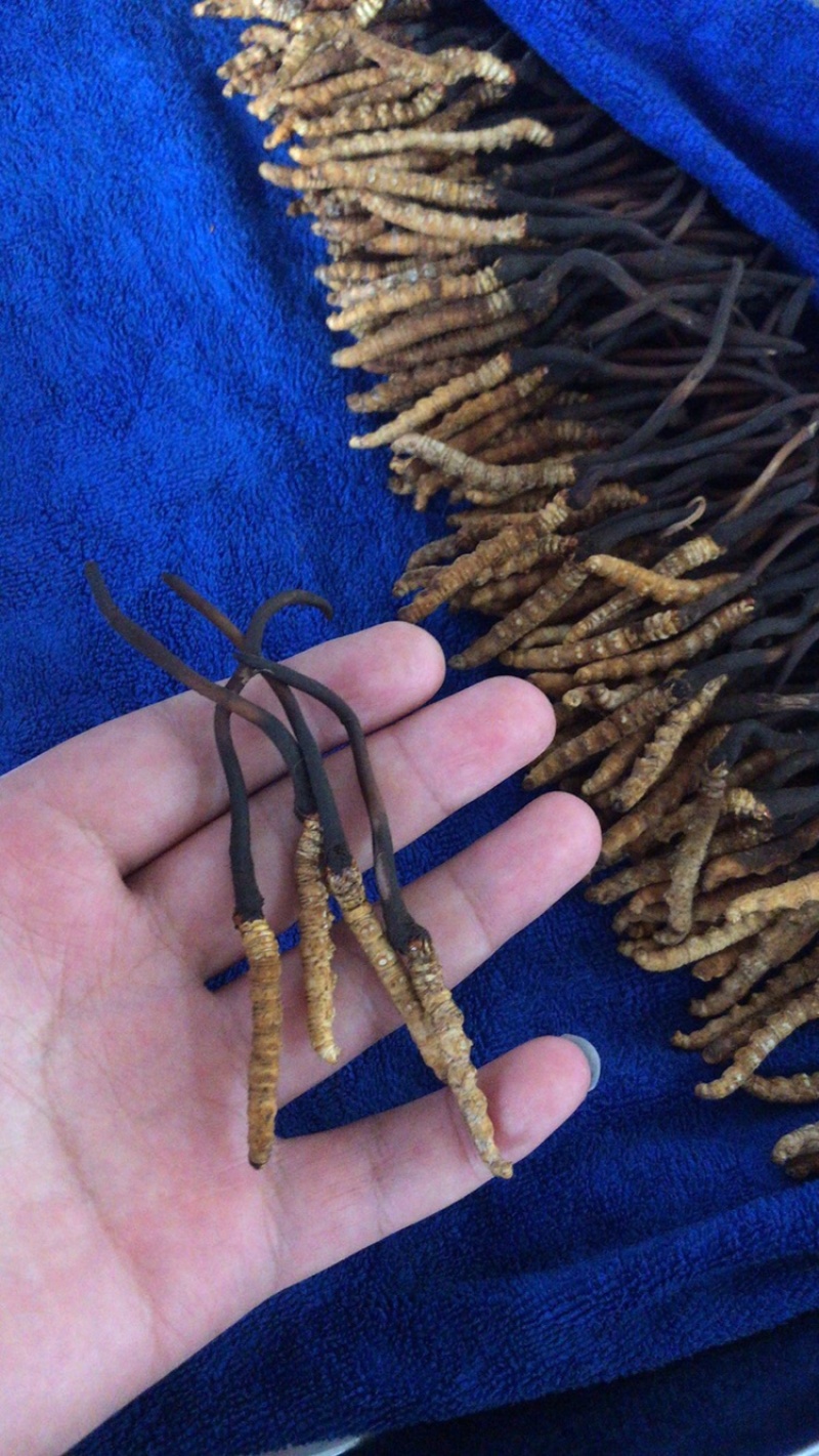 2022新鲜虫草现货现挖鲜虫草新鲜冬虫夏草青海玉树虫草