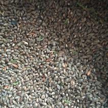 侧柏种子新采摘种子籽粒饱满出芽率高