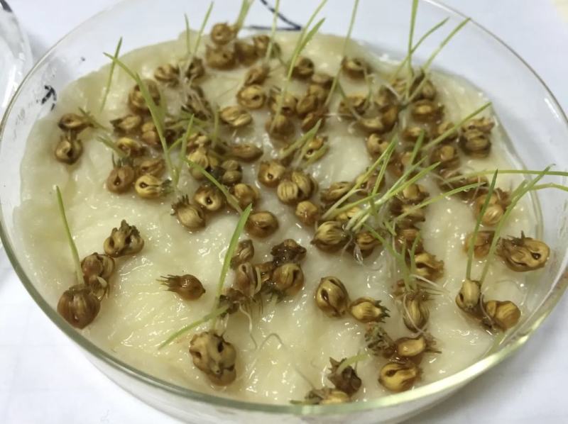 野牛草适应性强喜阳光耐半荫耐瘠薄土土壤作为工矿