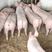 【推荐】常年大量出售三元仔猪，各种杂交仔猪防疫严格包成活