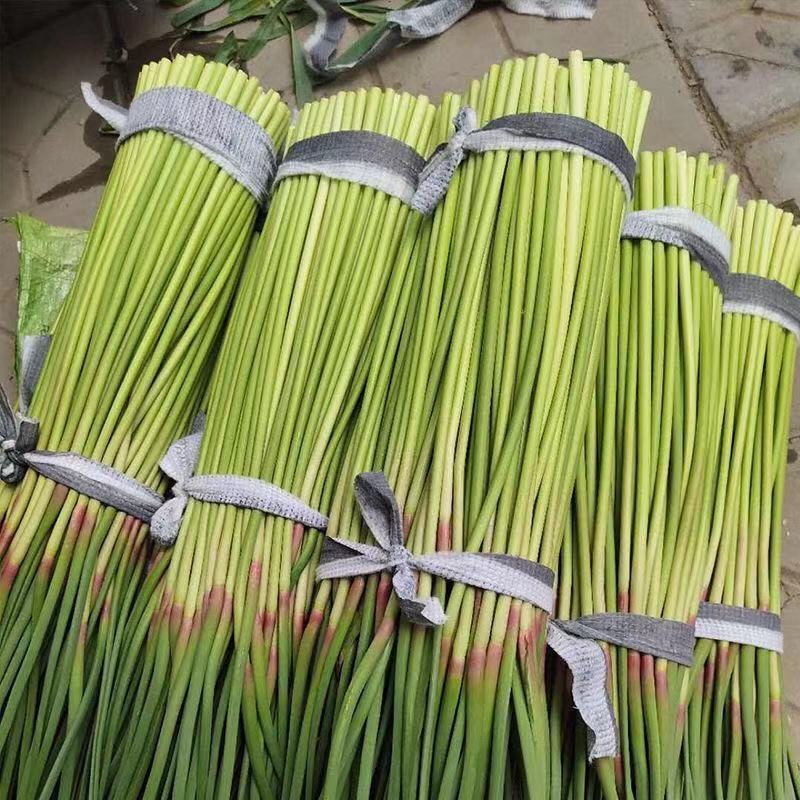 精品红帽蒜苔，河南周口精品红帽蒜苔，大量供应