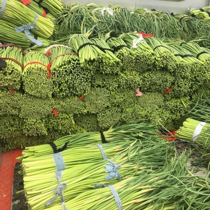 精品红帽蒜苔，河南周口精品红帽蒜苔，大量供应