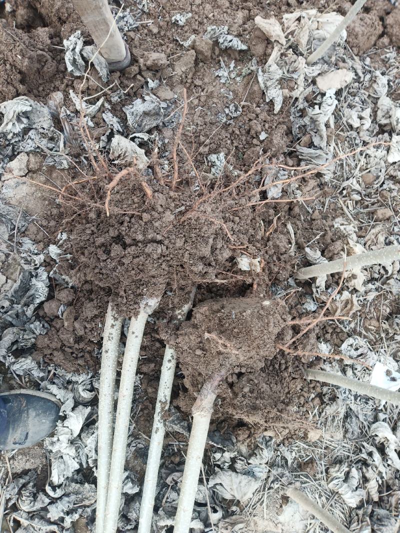 107杨树苗抗碱耐运输成活率高
