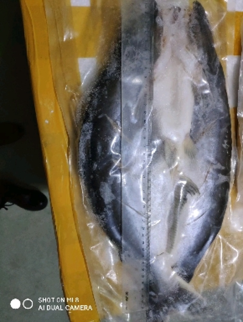 免浆巴沙鱼，原产地缅甸湄公河，肉质鲜嫩，刺少
