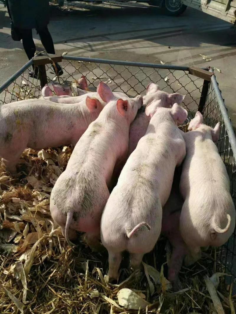【推荐】三元仔猪品种齐全好饲养防疫严格包成活送猪到家