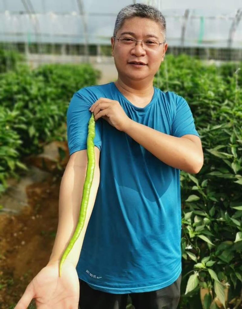 辣椒苗黄、黑线椒特长线椒高产抗病预定代育都可以