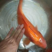 红鲤鱼苗，兴国红鲤苗，优质快大，源头直供。