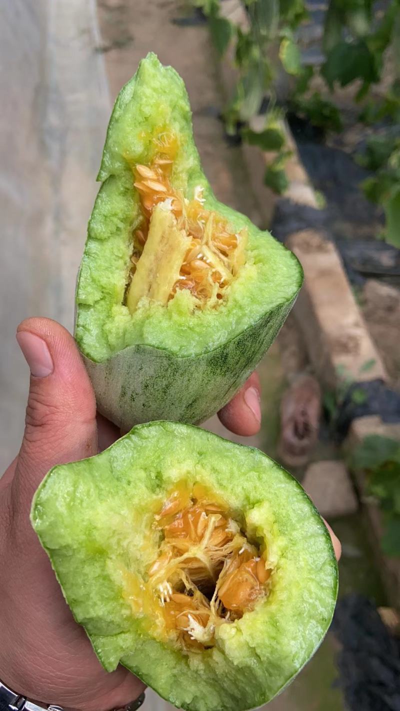 【荐】博洋61甜瓜羊角蜜专业大吨位供应商超，市场档口！