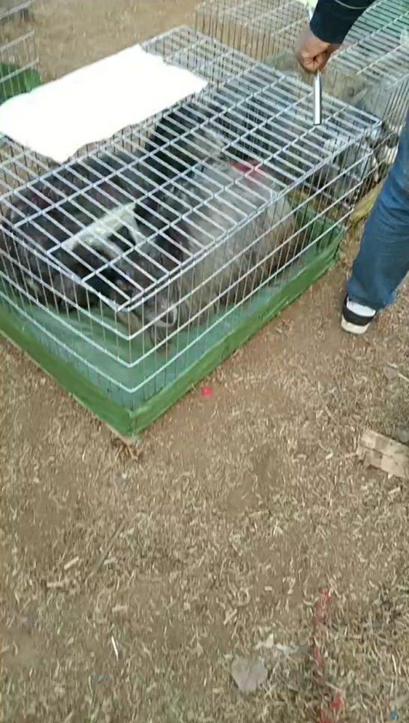 青山羊繁殖快好饲养青山羊价格青山羊母羊青山羊公羊
