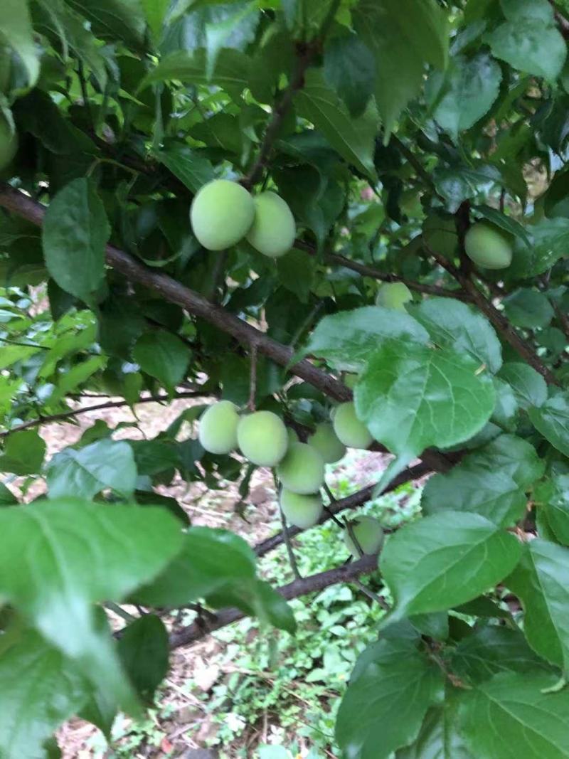 广西本地青梅花皮少个头大