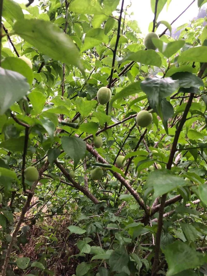 广西本地青梅花皮少个头大